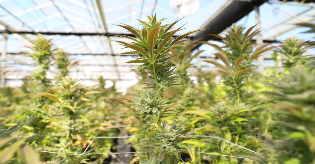 Mon CBD Pro : comment choisir le bon produit CBD ?