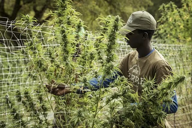 Combien de temps pour ressentir les effets du CBD ?