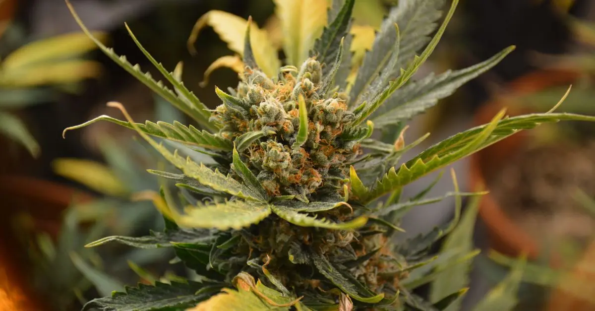 Comprendre les synergies du CBD avec d'autres cannabinoïdes