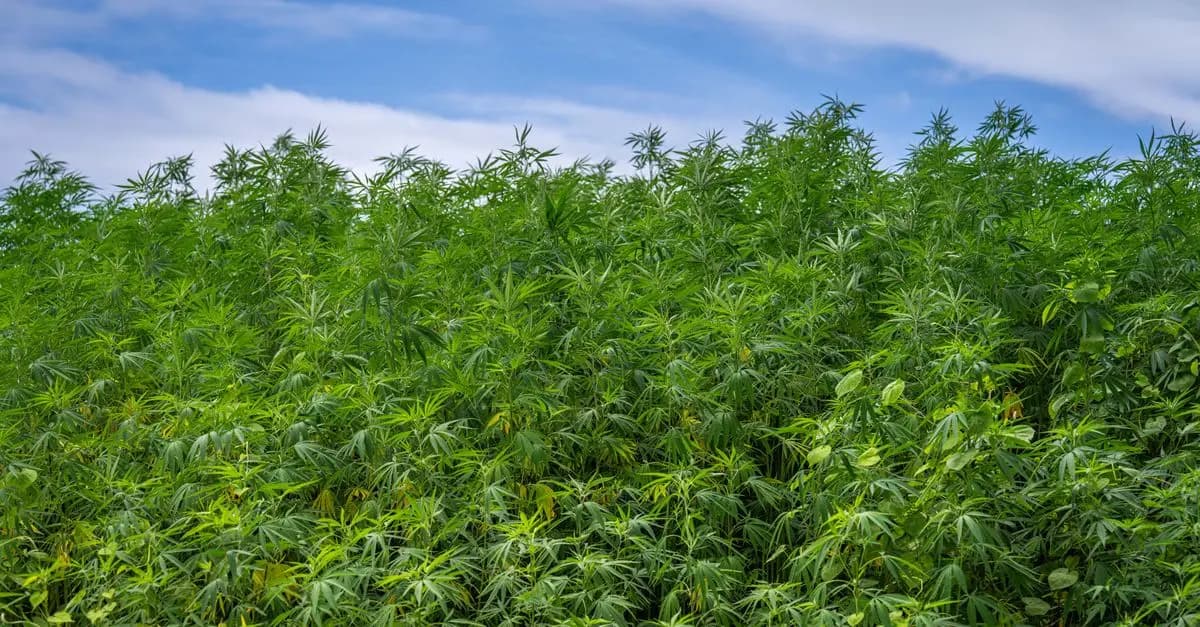 Guide complet pour utiliser le CBD en toute sécurité