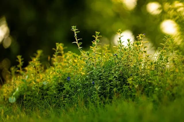 Comment bien choisir son CBD bio pour une consommation responsable