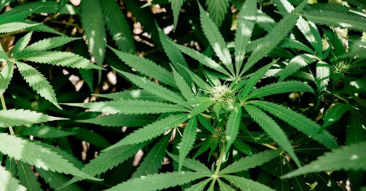 Tout savoir sur les différentes variétés de CBD