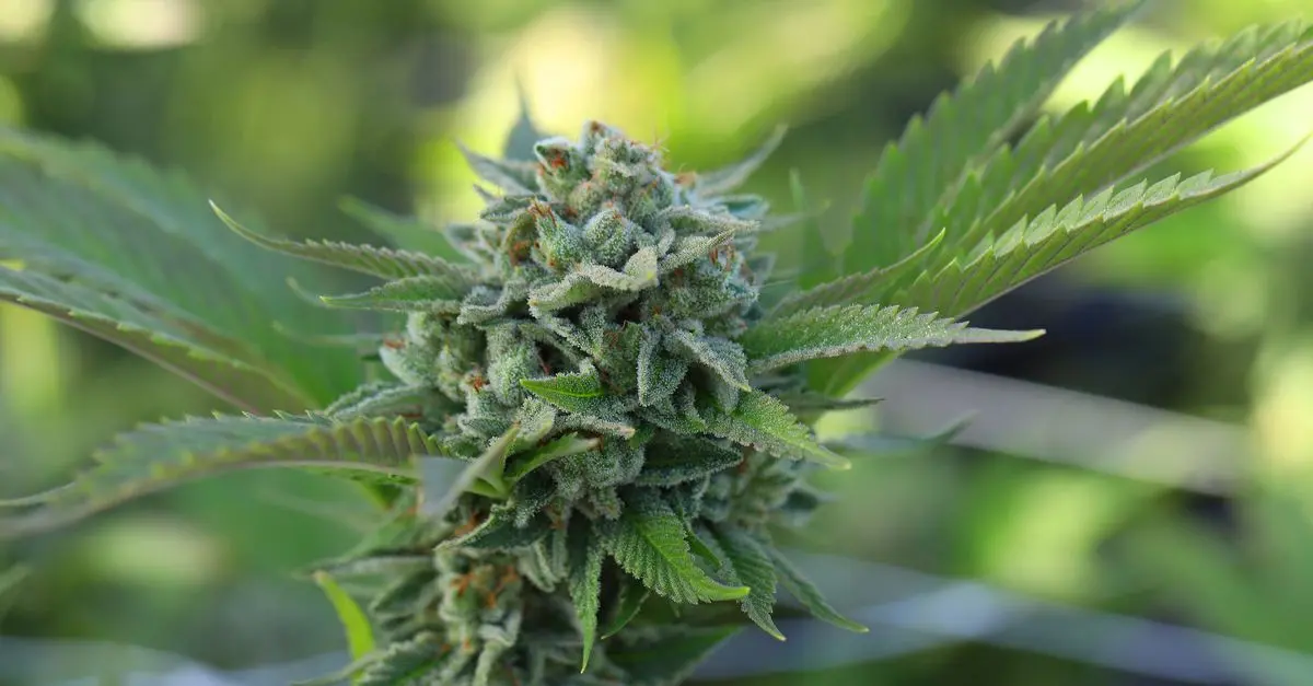 Le CBD peut-il aider à soulager la douleur ?
