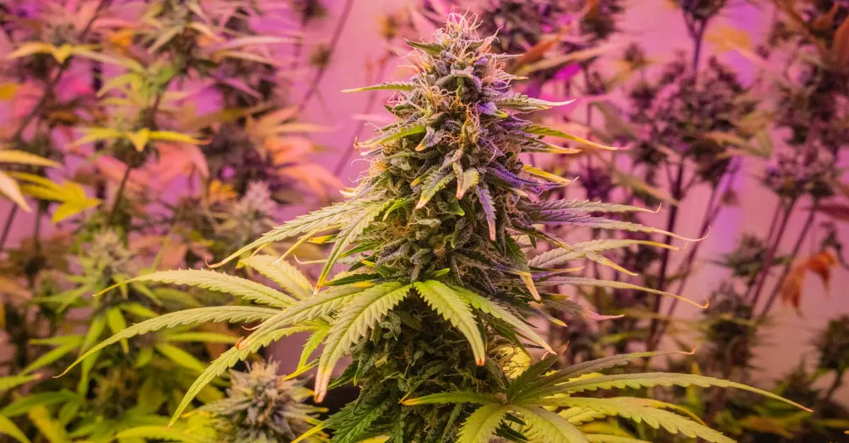 Mon CBD Pro : comprendre l'importance de la traçabilité