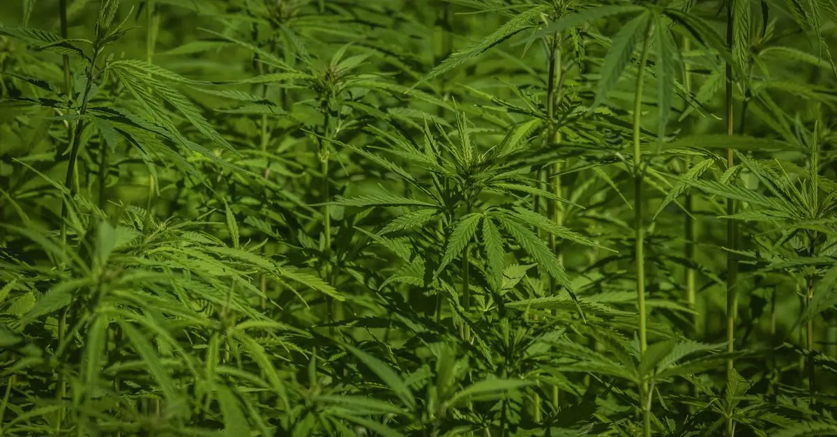 Les bienfaits surprenants du CBD pour la santé