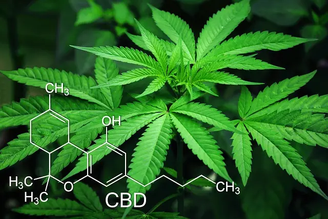 Les bienfaits du CBD sur la santé physique et mentale