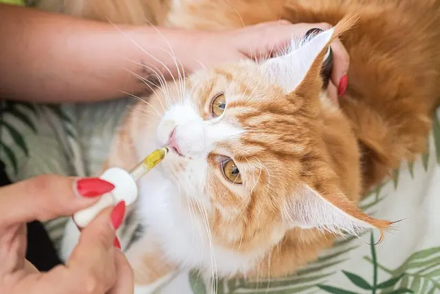 Comment choisir le bon CBD pour vos besoins spécifiques