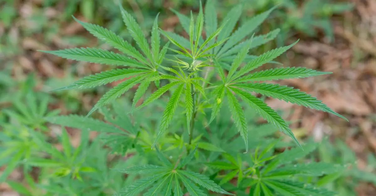 Les propriétés du CBD : tout ce qu'il faut savoir