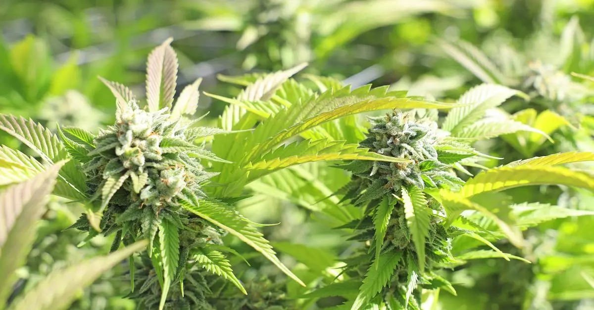 Les différents bienfaits du CBD pour la santé
