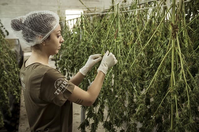 Les erreurs fréquentes lors de l'utilisation du CBD