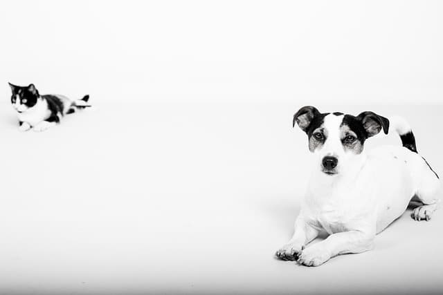CBD pour les animaux : tout ce que vous devez savoir